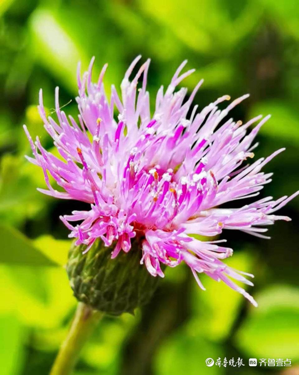 小蓟开花了,你认识吗?我们老家叫青青菜