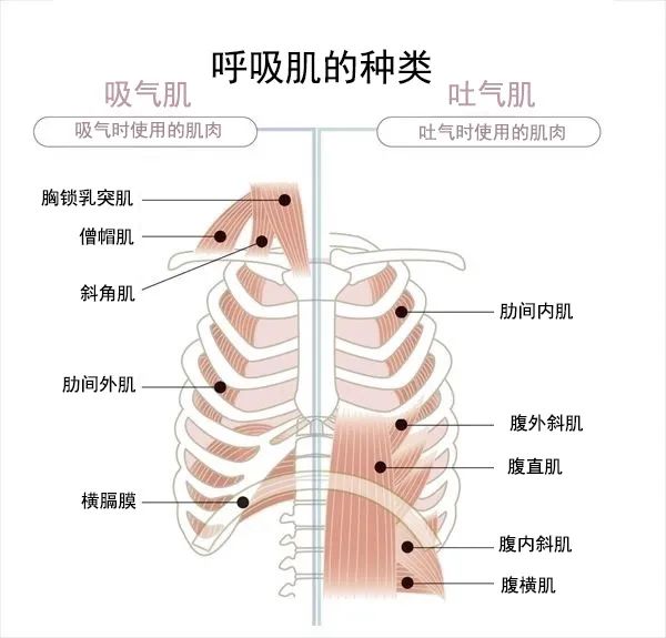 年纪大了呼吸累小心呛咳推荐老年人我做呼吸力锻炼操