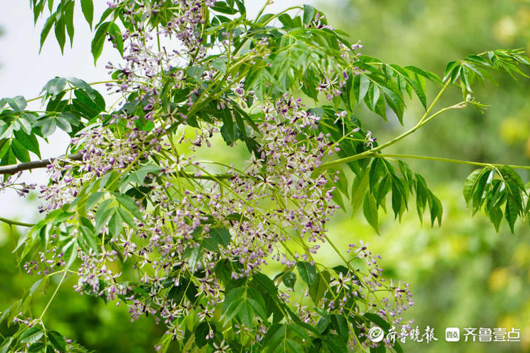 花開齊魯|濟南英雄山楝花盛開如點點星光,花團錦簇