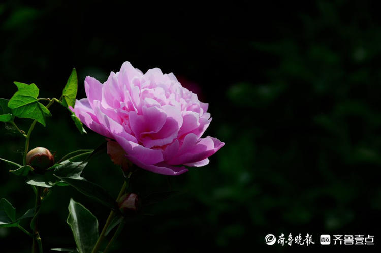 花开齐鲁|花期短暂弹指间!菏泽花乡芍药园花开烂漫，等你来赏
