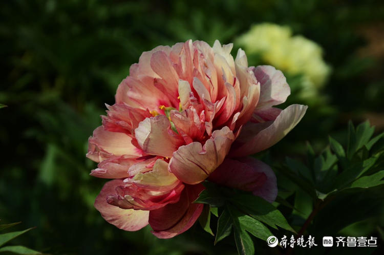花开齐鲁|花期短暂弹指间!菏泽花乡芍药园花开烂漫，等你来赏