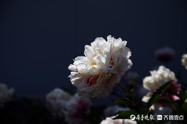 花开齐鲁|花期短暂弹指间!菏泽花乡芍药园花开烂漫，等你来赏