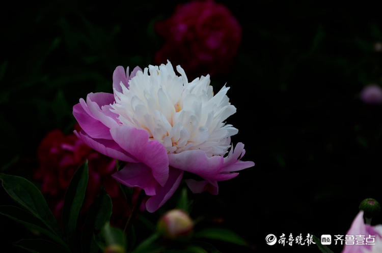 花开齐鲁|花期短暂弹指间!菏泽花乡芍药园花开烂漫，等你来赏