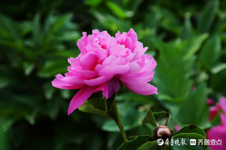 花开齐鲁|花期短暂弹指间!菏泽花乡芍药园花开烂漫，等你来赏