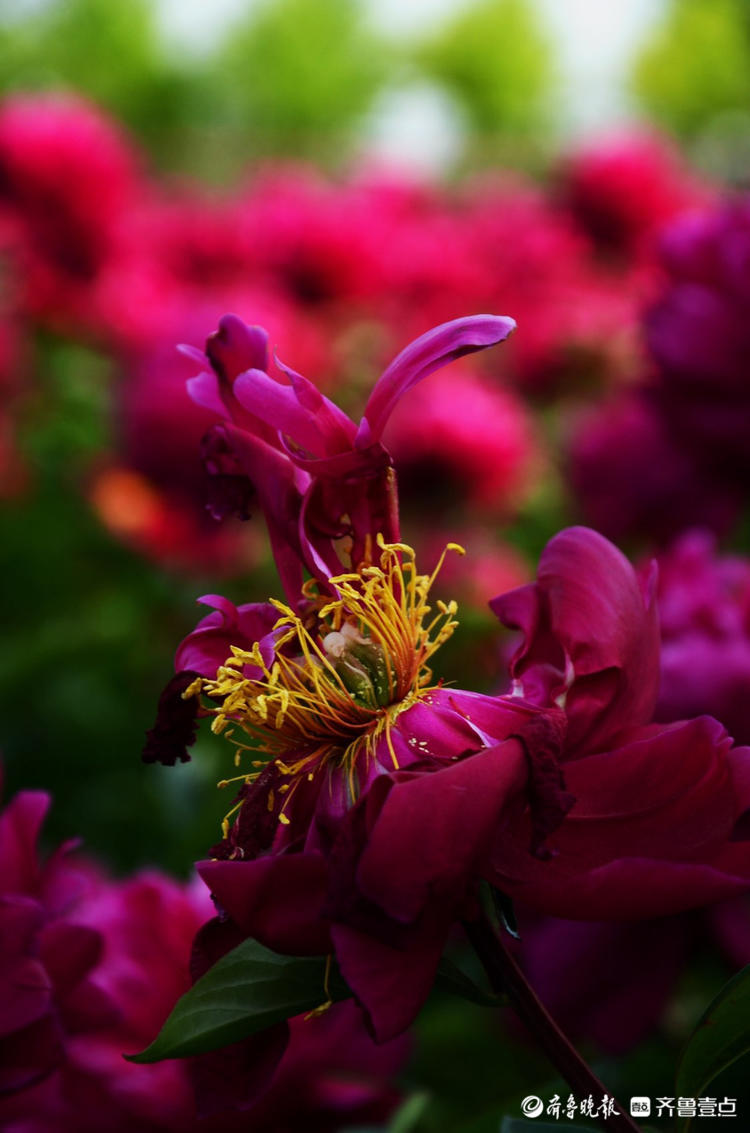 花开齐鲁|花期短暂弹指间!菏泽花乡芍药园花开烂漫，等你来赏
