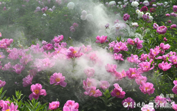 花开齐鲁|花期短暂弹指间!菏泽花乡芍药园花开烂漫，等你来赏