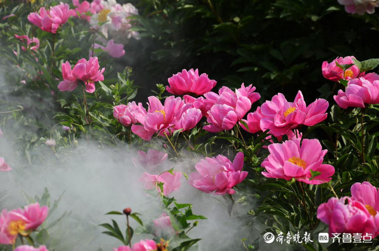 花开齐鲁|花期短暂弹指间!菏泽花乡芍药园花开烂漫，等你来赏