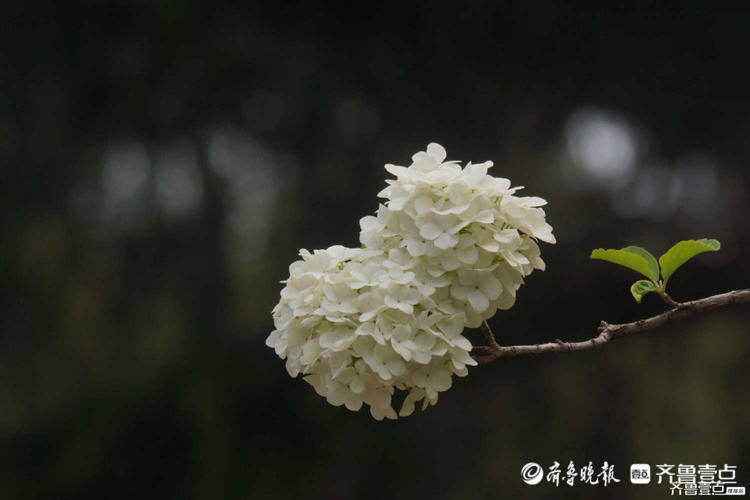 花开齐鲁|花如雪球簇枝头！济南泉城公园木绣球花开很美有木有？