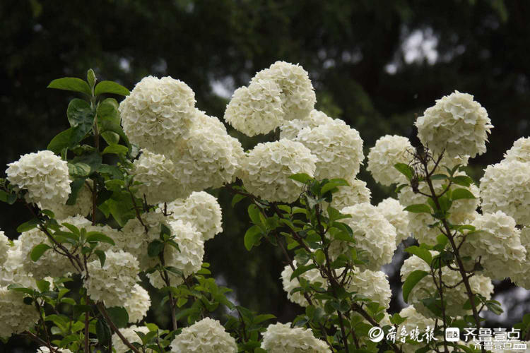 花开齐鲁|花如雪球簇枝头！济南泉城公园木绣球花开很美有木有？