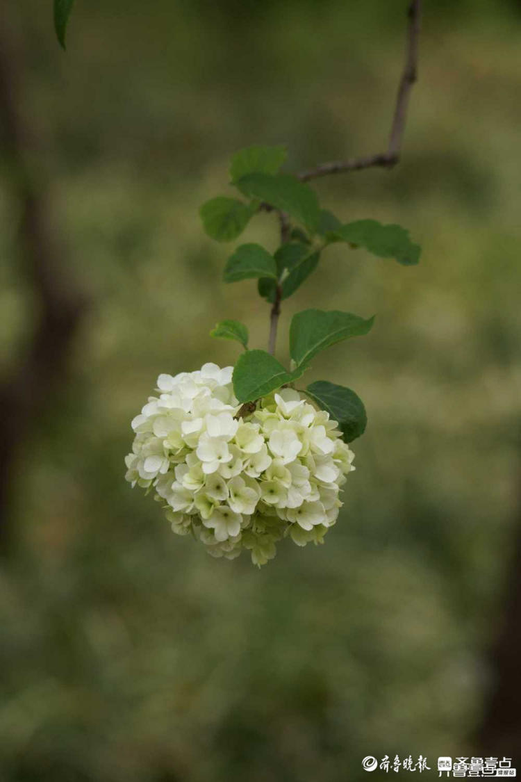 花开齐鲁|花如雪球簇枝头！济南泉城公园木绣球花开很美有木有？