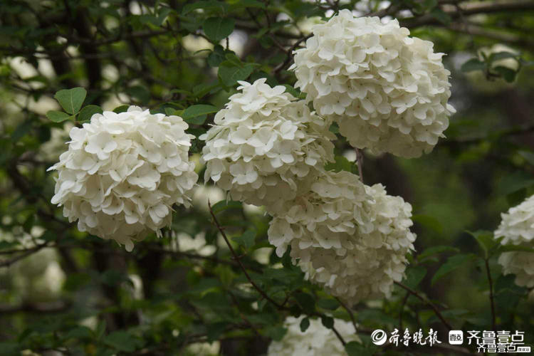 花开齐鲁|花如雪球簇枝头！济南泉城公园木绣球花开很美有木有？