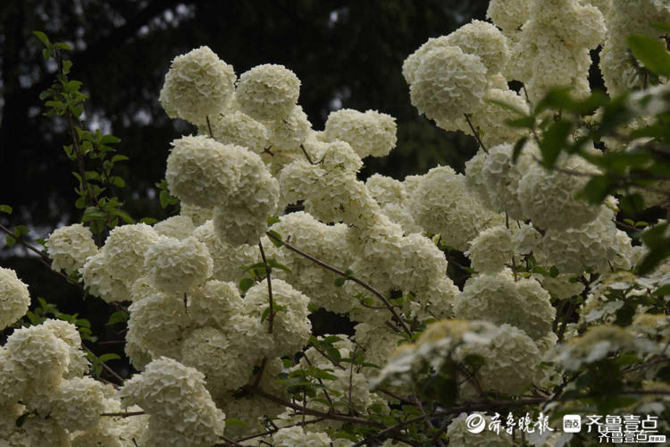 花开齐鲁|花如雪球簇枝头！济南泉城公园木绣球花开很美有木有？