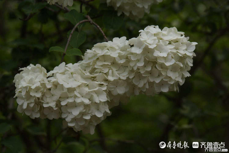 花开齐鲁|花如雪球簇枝头！济南泉城公园木绣球花开很美有木有？