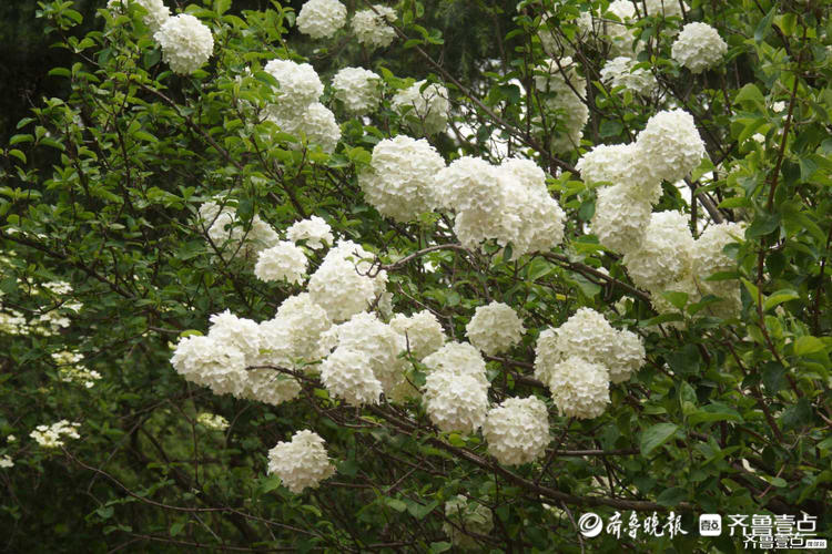 花开齐鲁|花如雪球簇枝头！济南泉城公园木绣球花开很美有木有？
