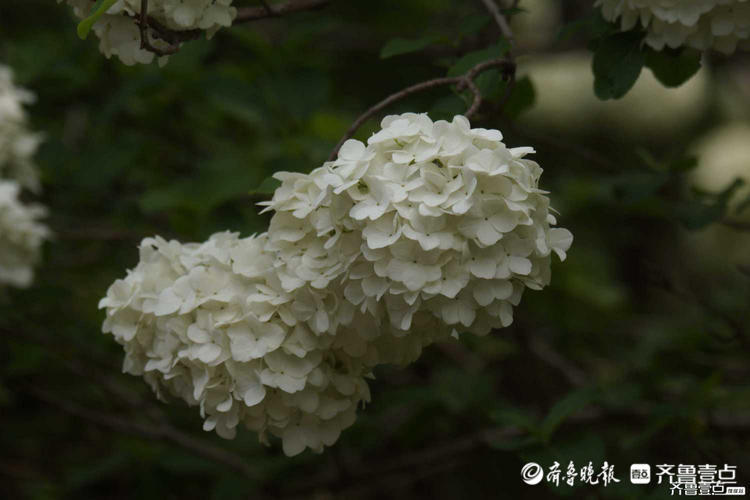 花开齐鲁|花如雪球簇枝头！济南泉城公园木绣球花开很美有木有？