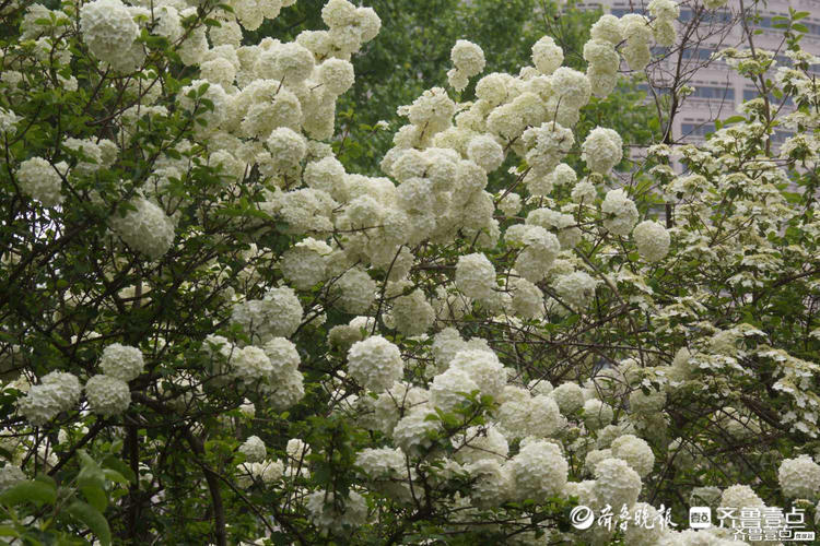 花开齐鲁|花如雪球簇枝头！济南泉城公园木绣球花开很美有木有？