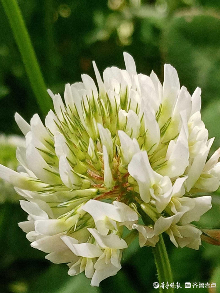 花开齐鲁|遇到它收获幸运，这样的白色小花你见过吗？快认识一下