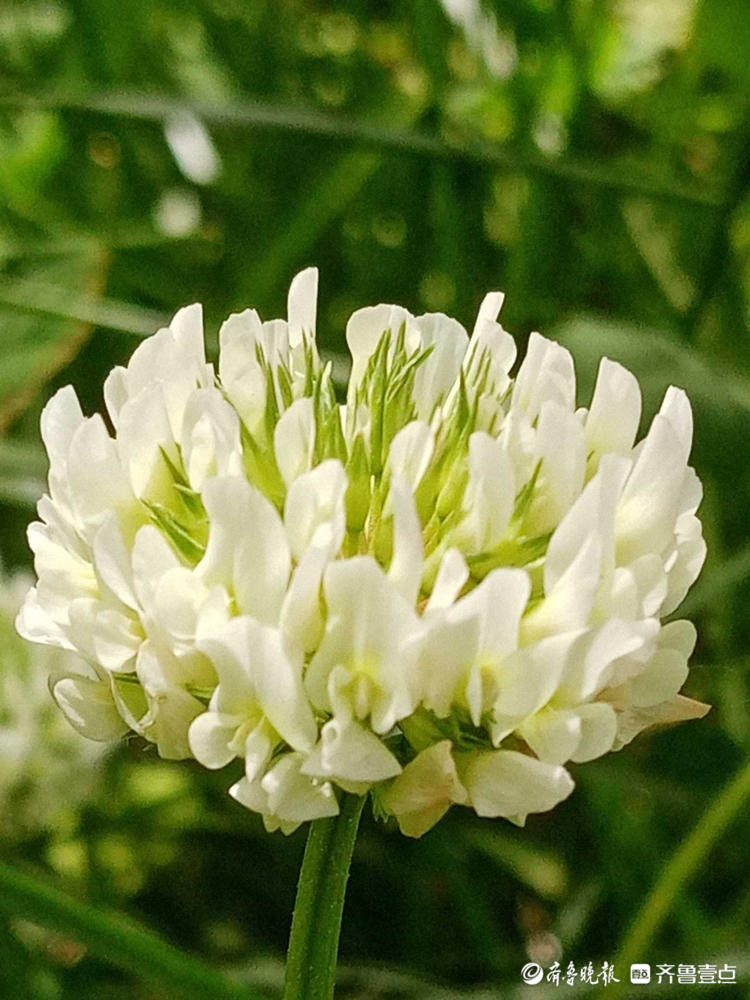 花开齐鲁|遇到它收获幸运，这样的白色小花你见过吗？快认识一下