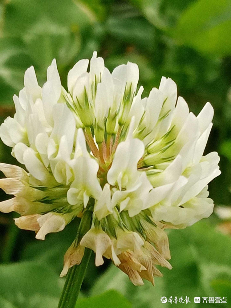 花开齐鲁|遇到它收获幸运，这样的白色小花你见过吗？快认识一下
