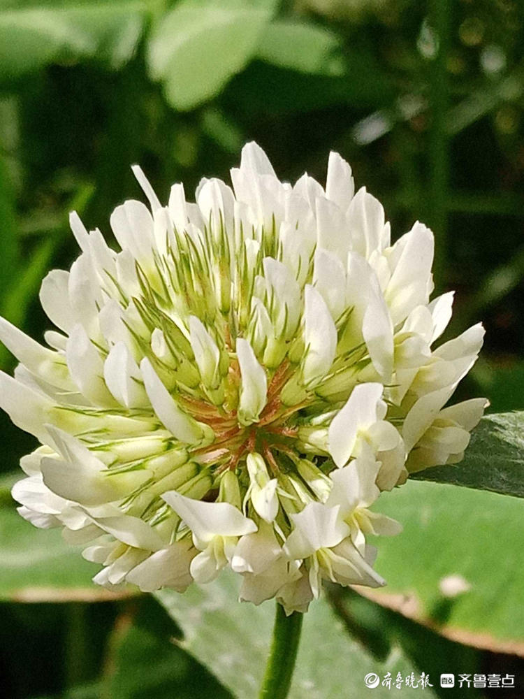 花开齐鲁|遇到它收获幸运，这样的白色小花你见过吗？快认识一下