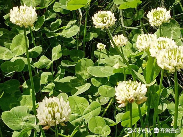 花开齐鲁|遇到它收获幸运，这样的白色小花你见过吗？快认识一下