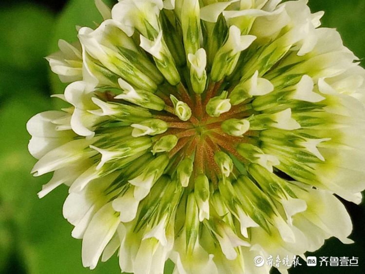 花开齐鲁|遇到它收获幸运，这样的白色小花你见过吗？快认识一下