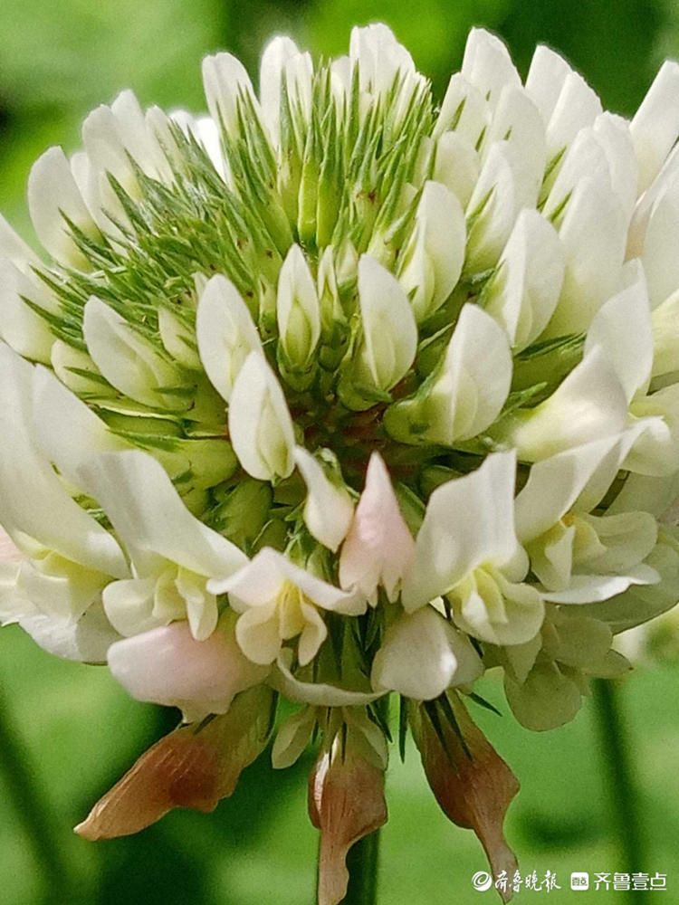 花开齐鲁|遇到它收获幸运，这样的白色小花你见过吗？快认识一下