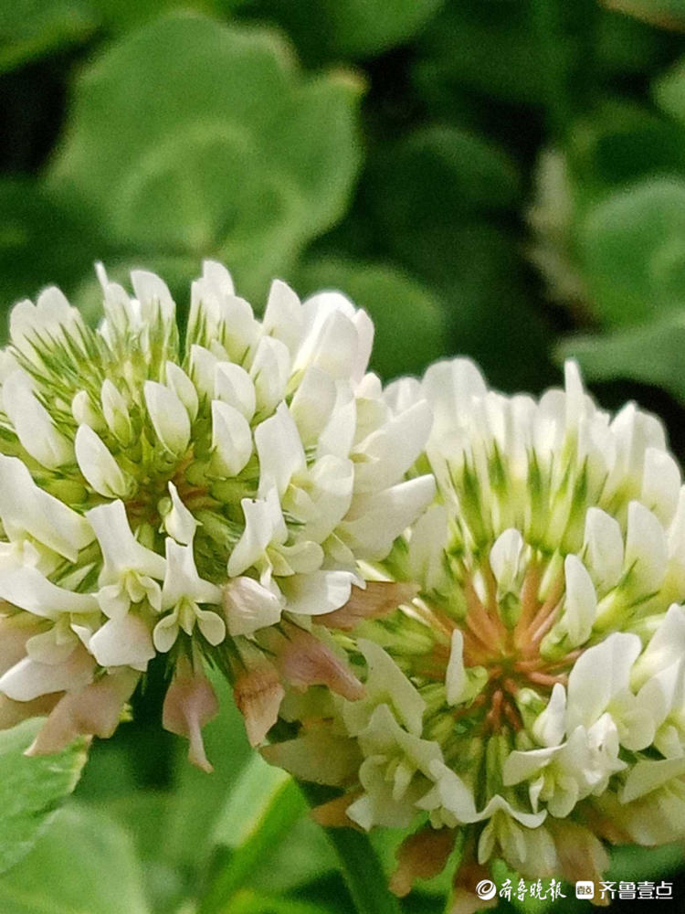 花开齐鲁|遇到它收获幸运，这样的白色小花你见过吗？快认识一下