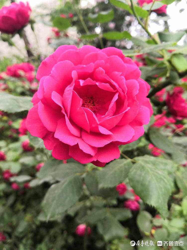 花开齐鲁|快来赏花啦！济南千佛山景区月季花盛开，煞是好看