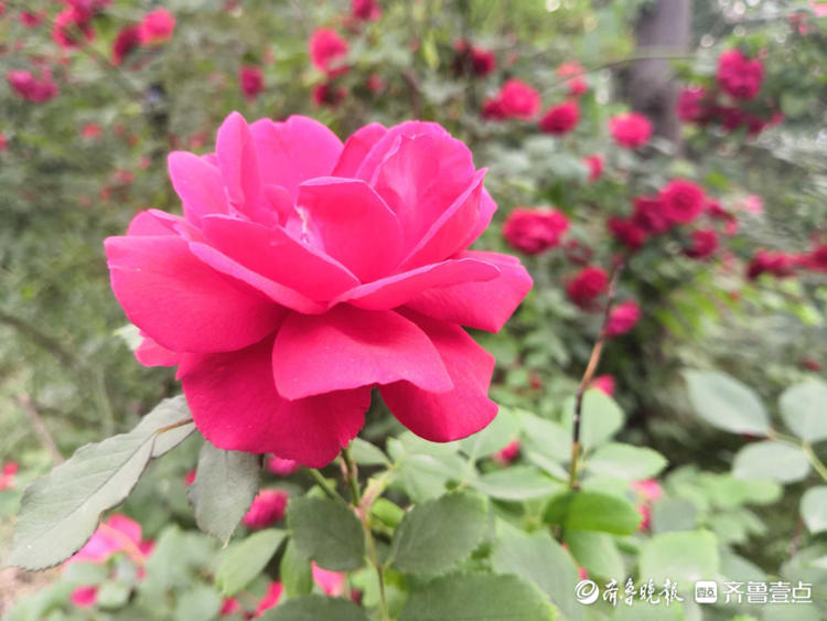 花开齐鲁|快来赏花啦！济南千佛山景区月季花盛开，煞是好看