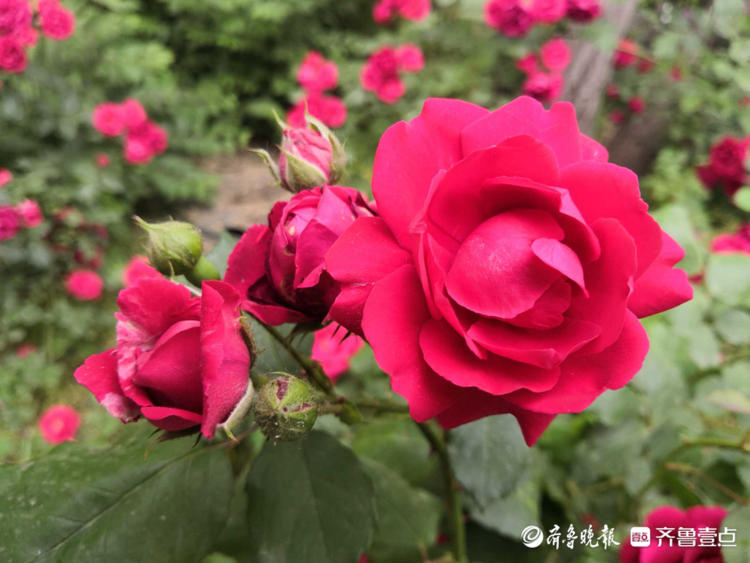 花开齐鲁|快来赏花啦！济南千佛山景区月季花盛开，煞是好看