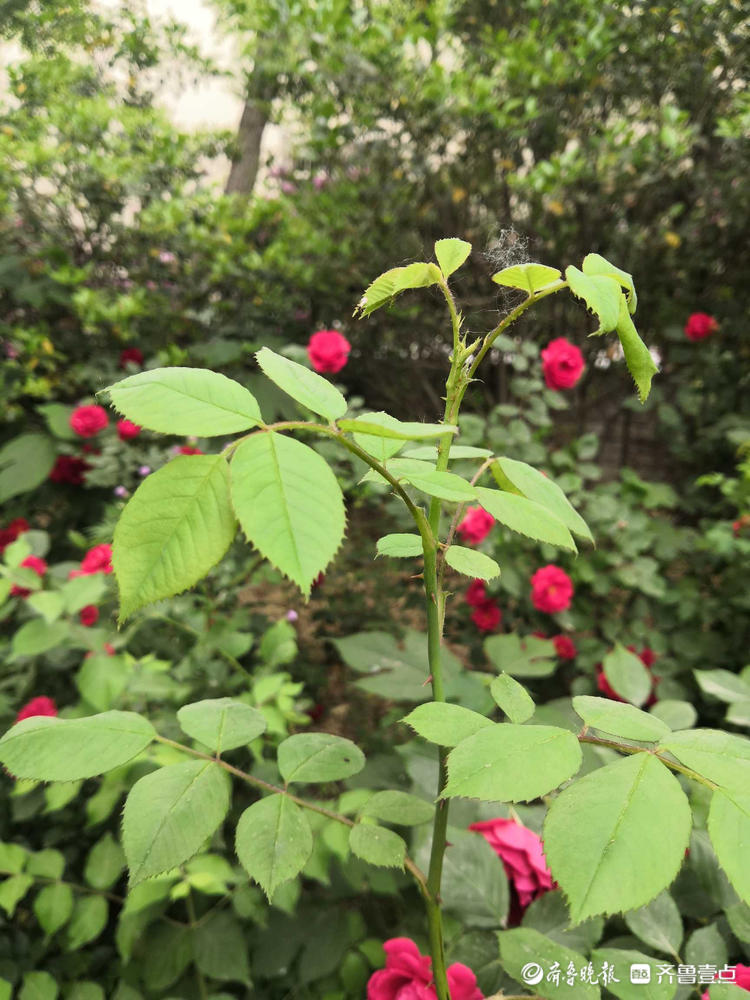花开齐鲁|快来赏花啦！济南千佛山景区月季花盛开，煞是好看