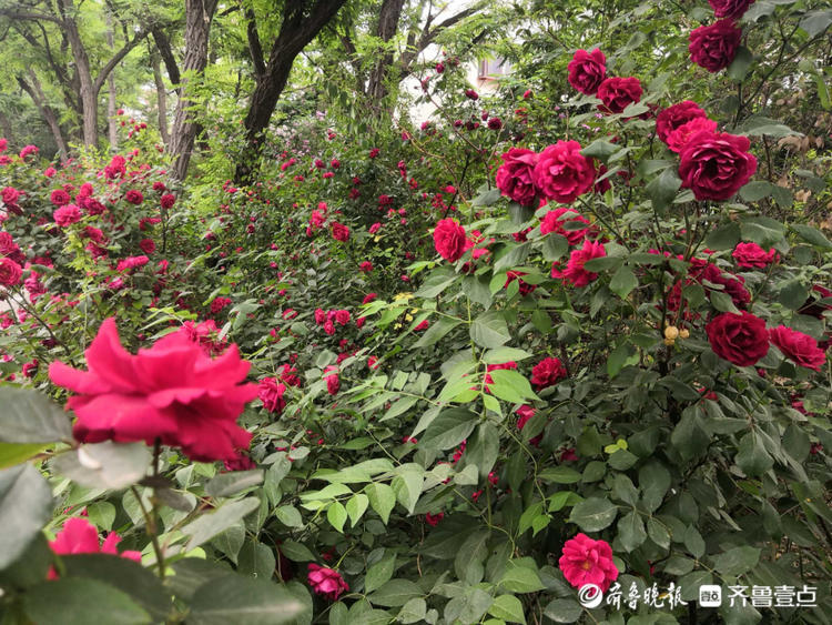 花开齐鲁|快来赏花啦！济南千佛山景区月季花盛开，煞是好看