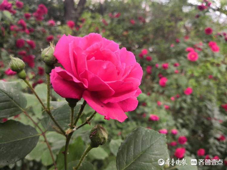 花开齐鲁|快来赏花啦！济南千佛山景区月季花盛开，煞是好看