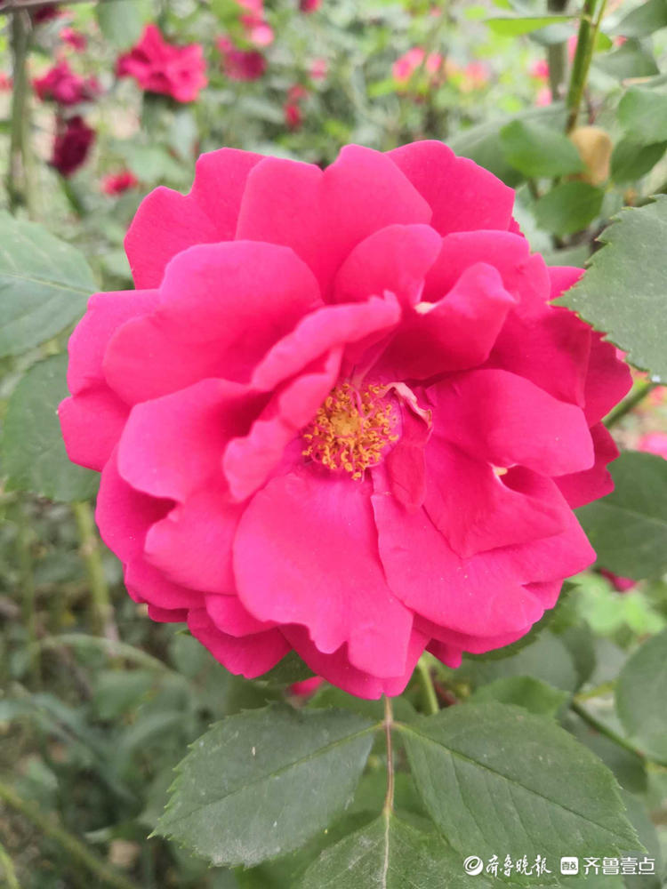 花开齐鲁|快来赏花啦！济南千佛山景区月季花盛开，煞是好看