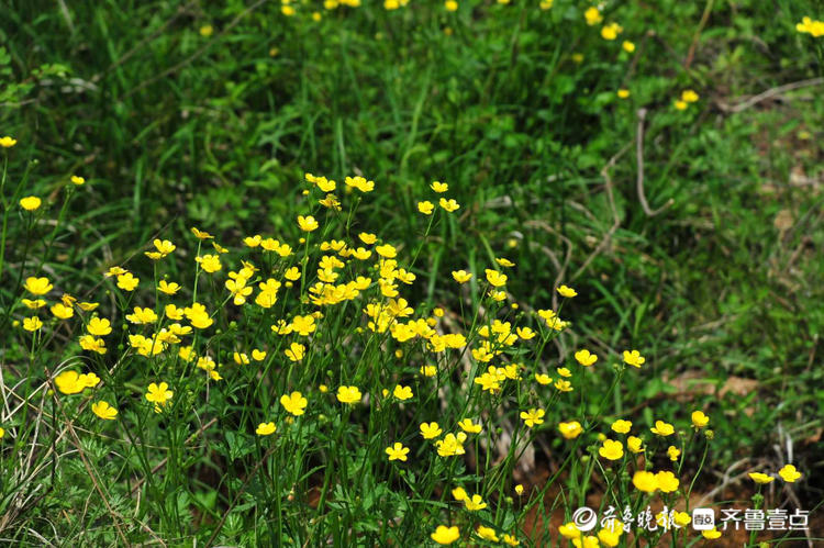 花开齐鲁|日照九仙山野芹菜花漫山绽放，这片“黄色花海”美爆了