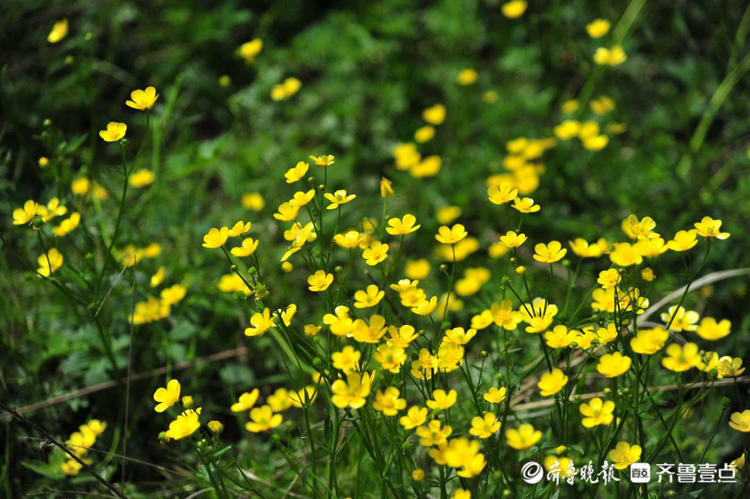 花开齐鲁|日照九仙山野芹菜花漫山绽放，这片“黄色花海”美爆了