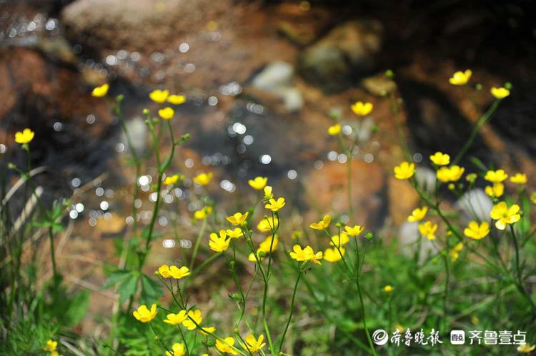 花开齐鲁|日照九仙山野芹菜花漫山绽放，这片“黄色花海”美爆了
