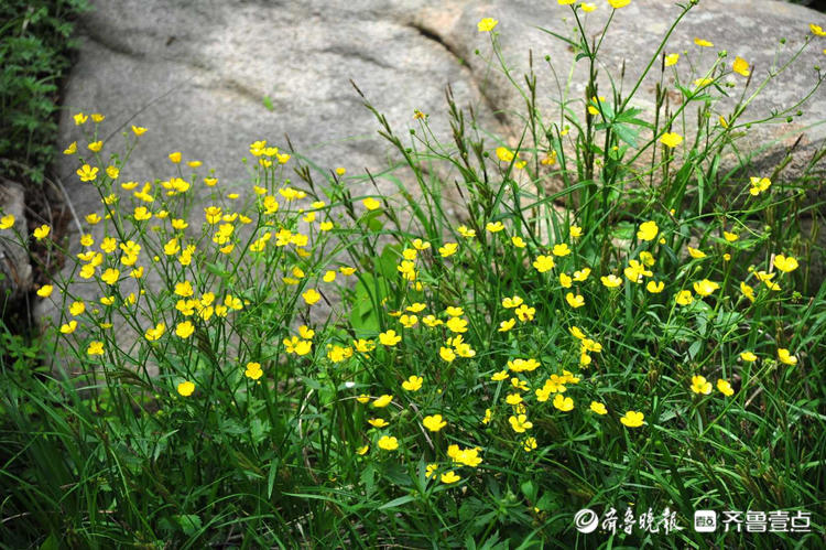 花开齐鲁|日照九仙山野芹菜花漫山绽放，这片“黄色花海”美爆了