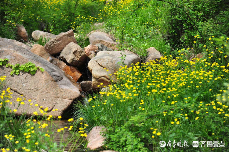 花开齐鲁|日照九仙山野芹菜花漫山绽放，这片“黄色花海”美爆了