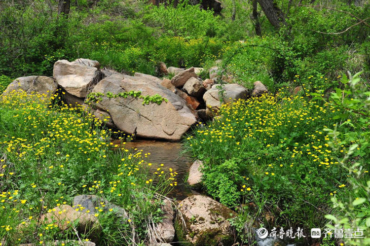 花开齐鲁|日照九仙山野芹菜花漫山绽放，这片“黄色花海”美爆了