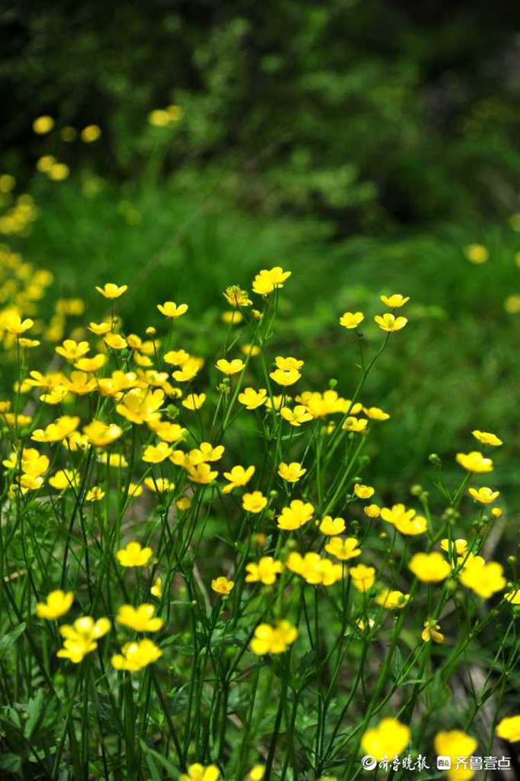 花开齐鲁|日照九仙山野芹菜花漫山绽放，这片“黄色花海”美爆了