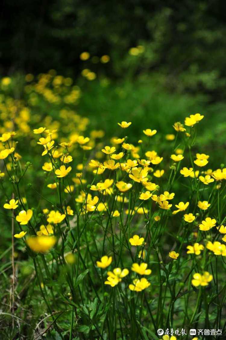 花开齐鲁|日照九仙山野芹菜花漫山绽放，这片“黄色花海”美爆了