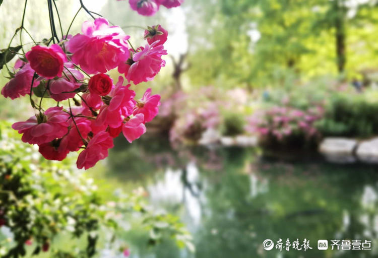 花开齐鲁|确定不是童话世界吗？济南五龙潭花开遍地，美景醉游人