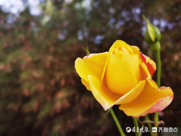 花开齐鲁|确定不是童话世界吗？济南五龙潭花开遍地，美景醉游人