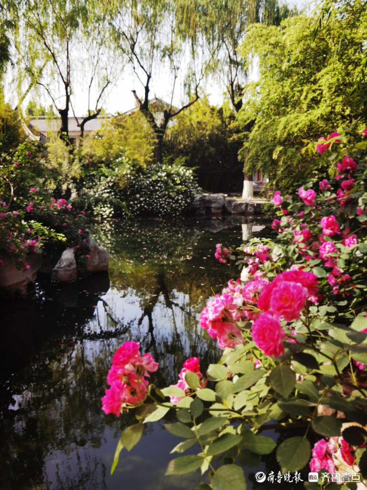 花开齐鲁|确定不是童话世界吗？济南五龙潭花开遍地，美景醉游人