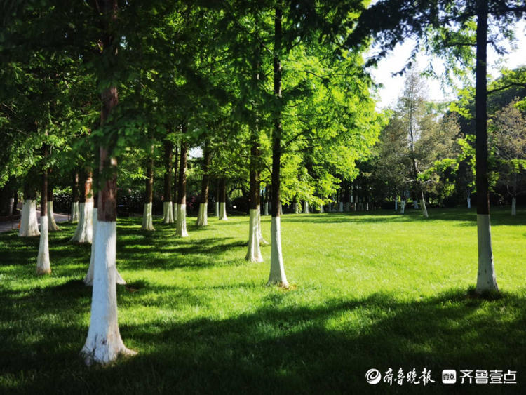 花开齐鲁|确定不是童话世界吗？济南五龙潭花开遍地，美景醉游人