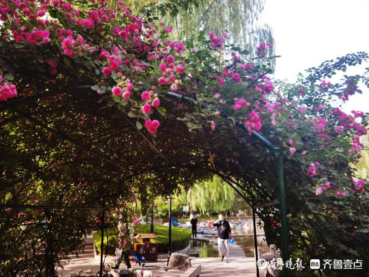 花开齐鲁|确定不是童话世界吗？济南五龙潭花开遍地，美景醉游人