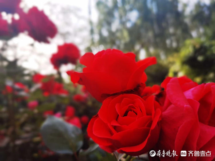 花开齐鲁|确定不是童话世界吗？济南五龙潭花开遍地，美景醉游人