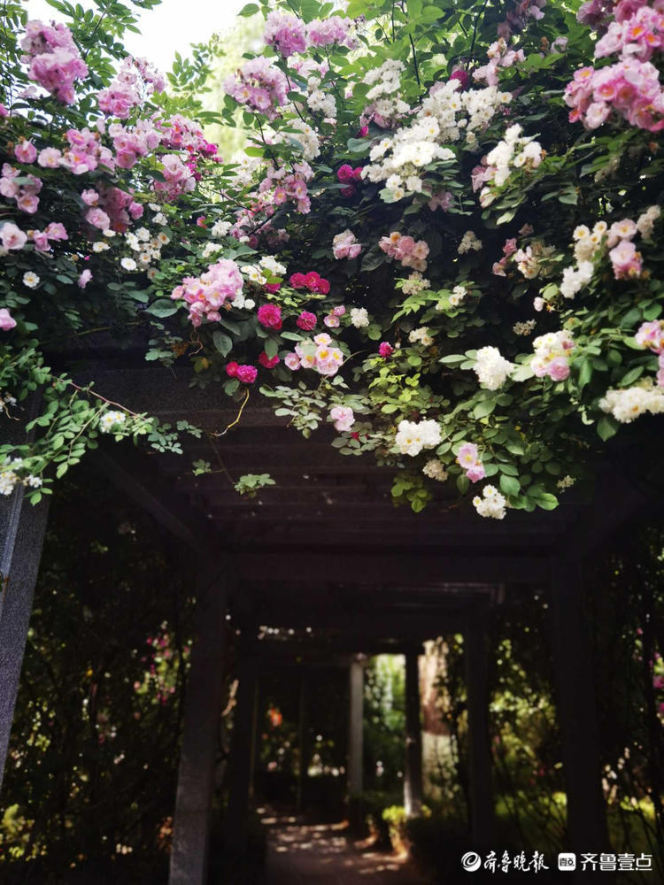 花开齐鲁|确定不是童话世界吗？济南五龙潭花开遍地，美景醉游人